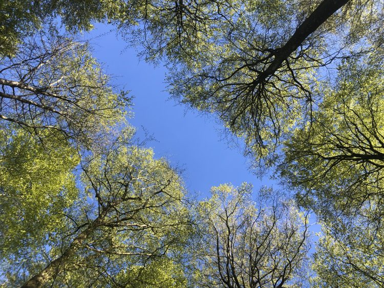 Bygge dit indre fundament