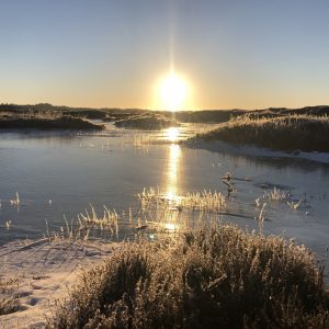 livets skønhed