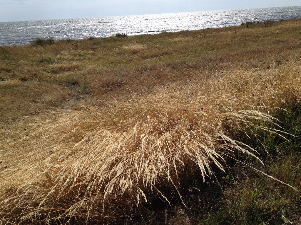 strand-lolland-3